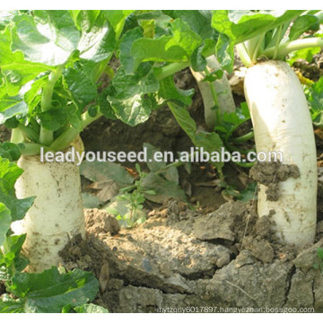 MR13 Huyu white f1 hybrid radish seeds for planting
